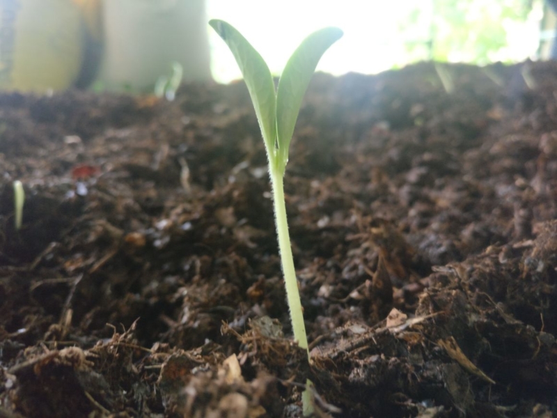 sapling-1-800x600